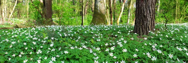 Panoramic picture of spring forest — Stock Photo, Image