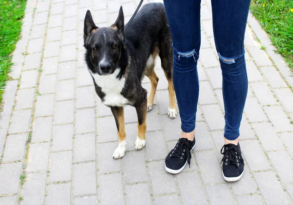 Fille en jeans déchiré avec le chien sur une promenade . — Photo