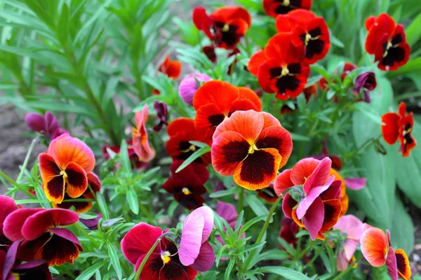 Yeşil bir arka plan üzerinde kırmızı ve mor çiçekler.