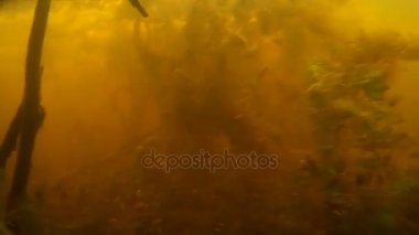 Balık avı. Su altında balık vurdu.