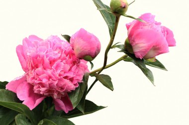 Beyaz bir arka plan üzerinde ıslak pembe peonies.