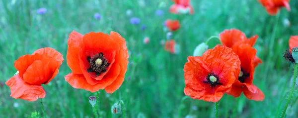 Bloei rode papavers op het gebied van groene tarwe. — Stockfoto