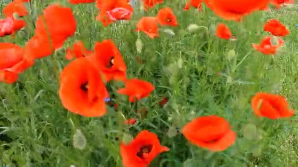 红色的罂粟花在风中. — 图库视频影像