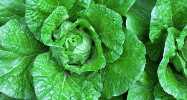 yağmurdan sonra sebze bahçesinde lahana