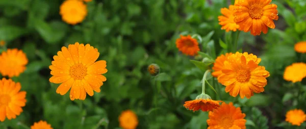 Panoramic image of flowers on a green background. — Stock Photo, Image