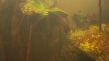 Balık avı. Su altında balık vurdu.