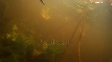 Balık avı. Su altında balık vurdu.