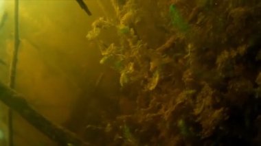 Balık avı. Su altında balık vurdu.