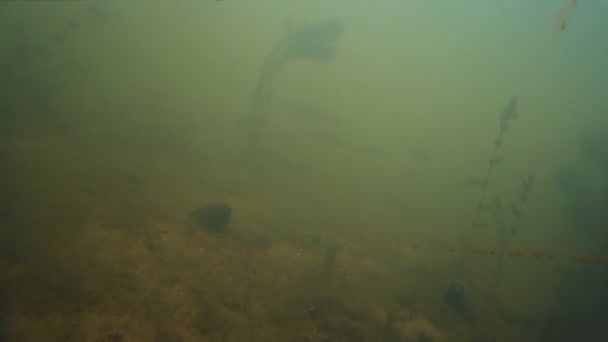 Spearfishing. Shot in the fish under water. — Stock Video