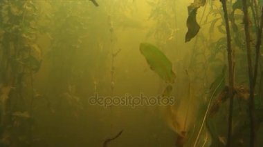 Balık avı. Su altında balık vurdu.  