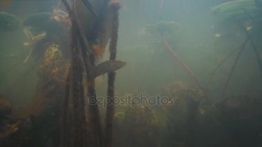 Balık avı. Su altında balık vurdu.  