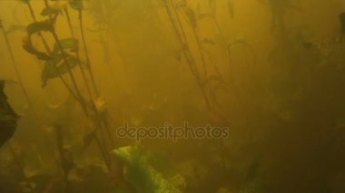 Balık avı. Su altında balık vurdu.  