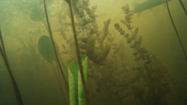 Pêche à la lance. Abattu dans le poisson sous l'eau . — Video