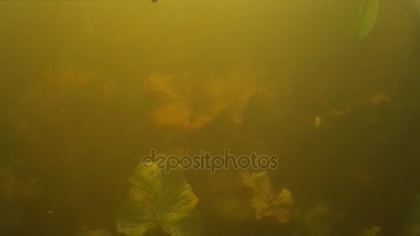 Pêche à la lance. Abattu dans le poisson sous l'eau .  