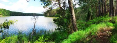 Yazın bir orman gölünün panoramik görüntüsü