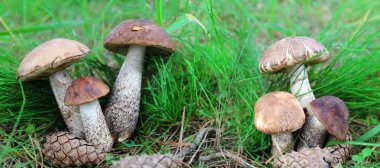 Bir orman glade yeşil çim mantar.