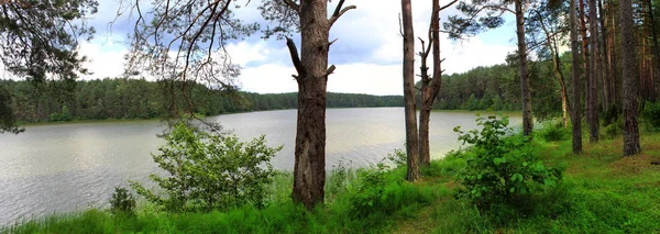 Panoramisch beeld van een bosmeer in de zomer — Stockfoto
