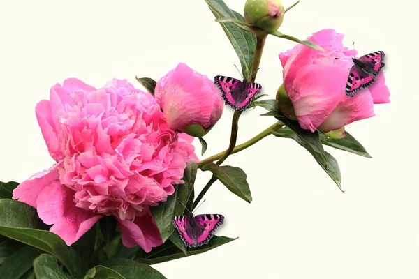Blommande gren av pioner med en rosa fjäril på vit — Stockfoto