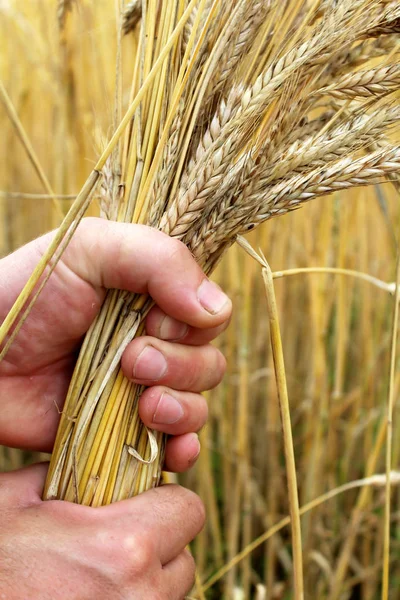 Las espigas maduras de trigo en la mano ganaron en los campos de trigo — Foto de Stock