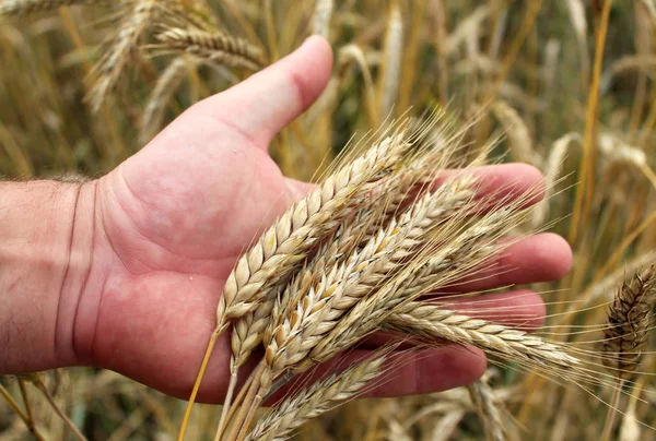 Eli kulağında olgun buğday buğday alanların kazandı