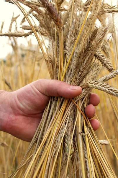 Спелые колосья пшеницы в руках победили на пшеничных полях — стоковое фото