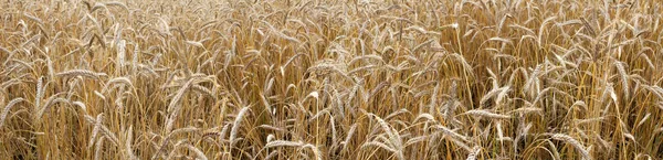 Imagen panorámica de un campo de trigo — Foto de Stock