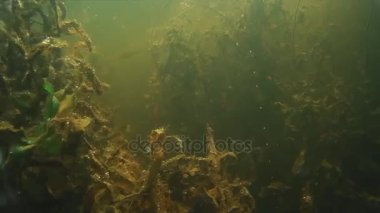 Balık avı. Su altında balık vurdu.  