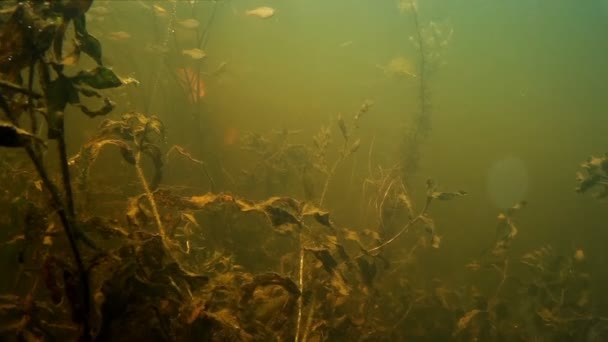 Banc de petits poissons d'eau douce sous l'eau — Video