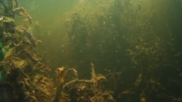 ヤスでの漁です。水の下で魚を撮影します。. — ストック動画