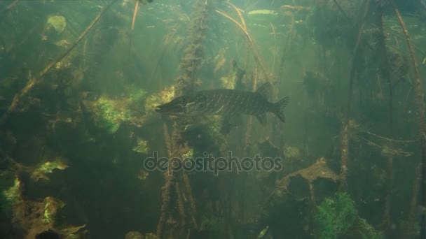 Щука под водой . — стоковое видео