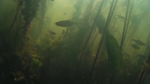 Hejno malých sladkovodních ryb pod vodou — Stock video