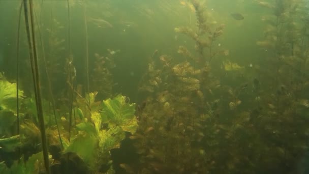 Schwarm kleiner Süßwasserfische unter Wasser. — Stockvideo