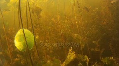 Küçük tatlı su balığı su altında balık.