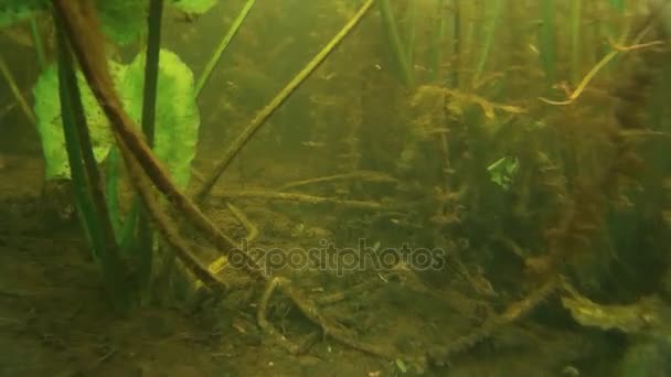 Pêche à la lance. Abattu dans le poisson sous l'eau .  