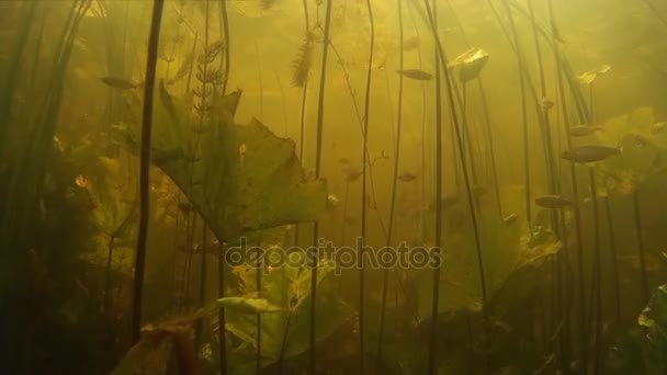 Banc de petits poissons d'eau douce sous l'eau . — Video