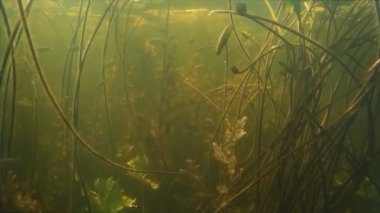 Küçük tatlı su balığı su altında balık.