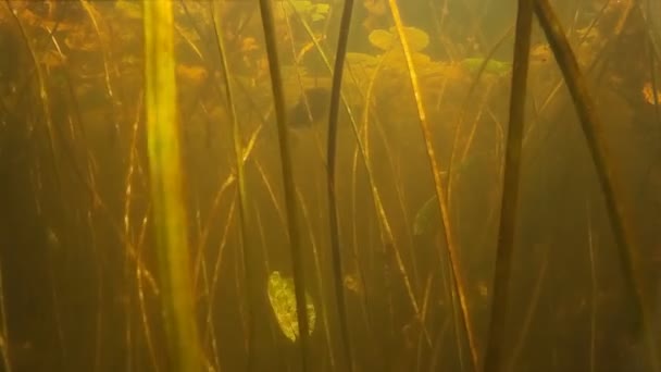 Pêche à la lance. Abattu dans le poisson sous l'eau — Video