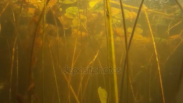 Sötvattensfisk sutare under vatten. — Stockvideo