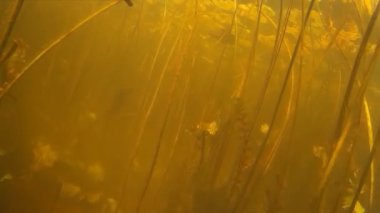 Balık avı. Su altında balık vurdu. 