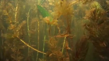 Tatlı su balığı Kadife balığı su altında