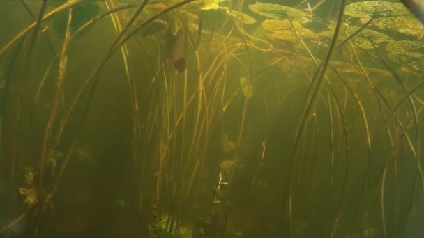 Süßwasserfischschleie unter Wasser — Stockvideo