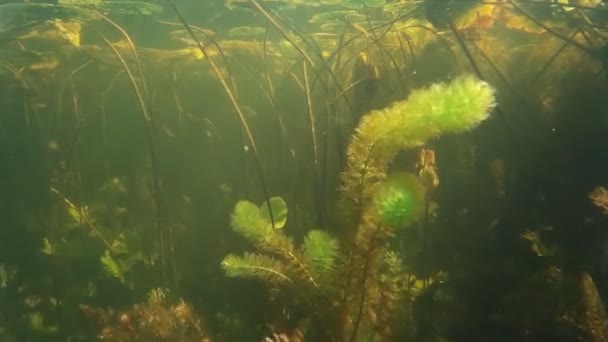 Шкаралупа дрібних прісноводних риб під водою . — стокове відео