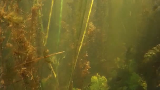 Pêche à la lance. Abattu dans le poisson sous l'eau . — Video