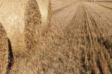 buğday alanları arasında yere saman balya.