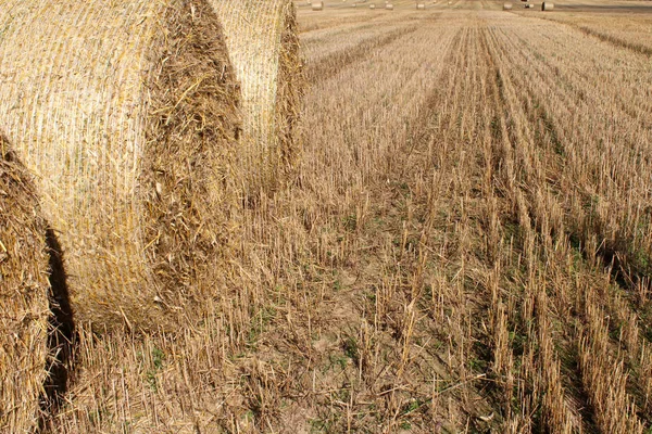 buğday alanları arasında yere saman balya.