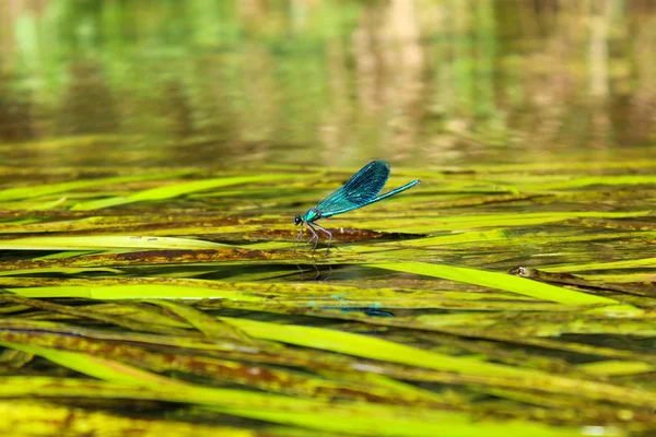 Yeşil algler Nehri üzerinde mavi yusufçuk
