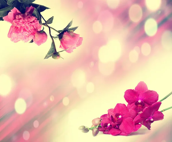 Rosa Orchideenblüten und Pfingstrosen auf rosa Hintergrund. — Stockfoto