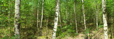 Bahar bir huş ağacı koru panoramik görüntü. 