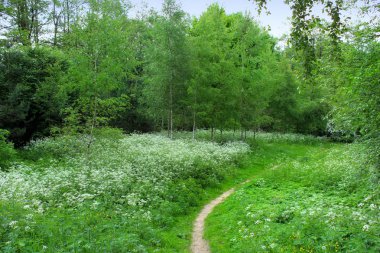 Beyaz çiçekli yeşil çayır. Güzel manzara