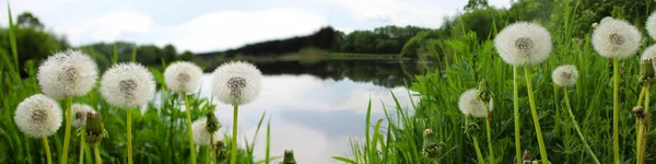Panoramic image of dandelions on the river Bank. — Stock Photo, Image